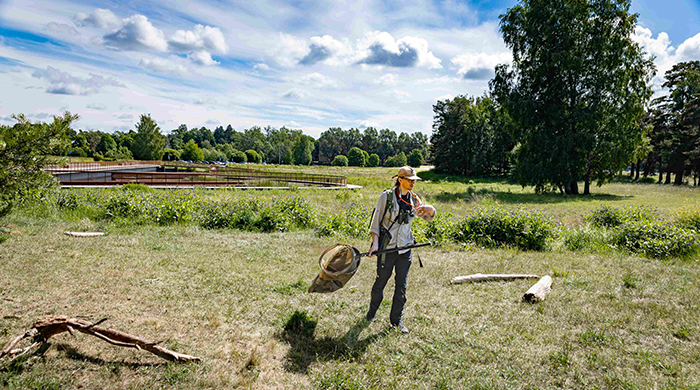 Erik Berg inventerar insekter på Polacksbacken